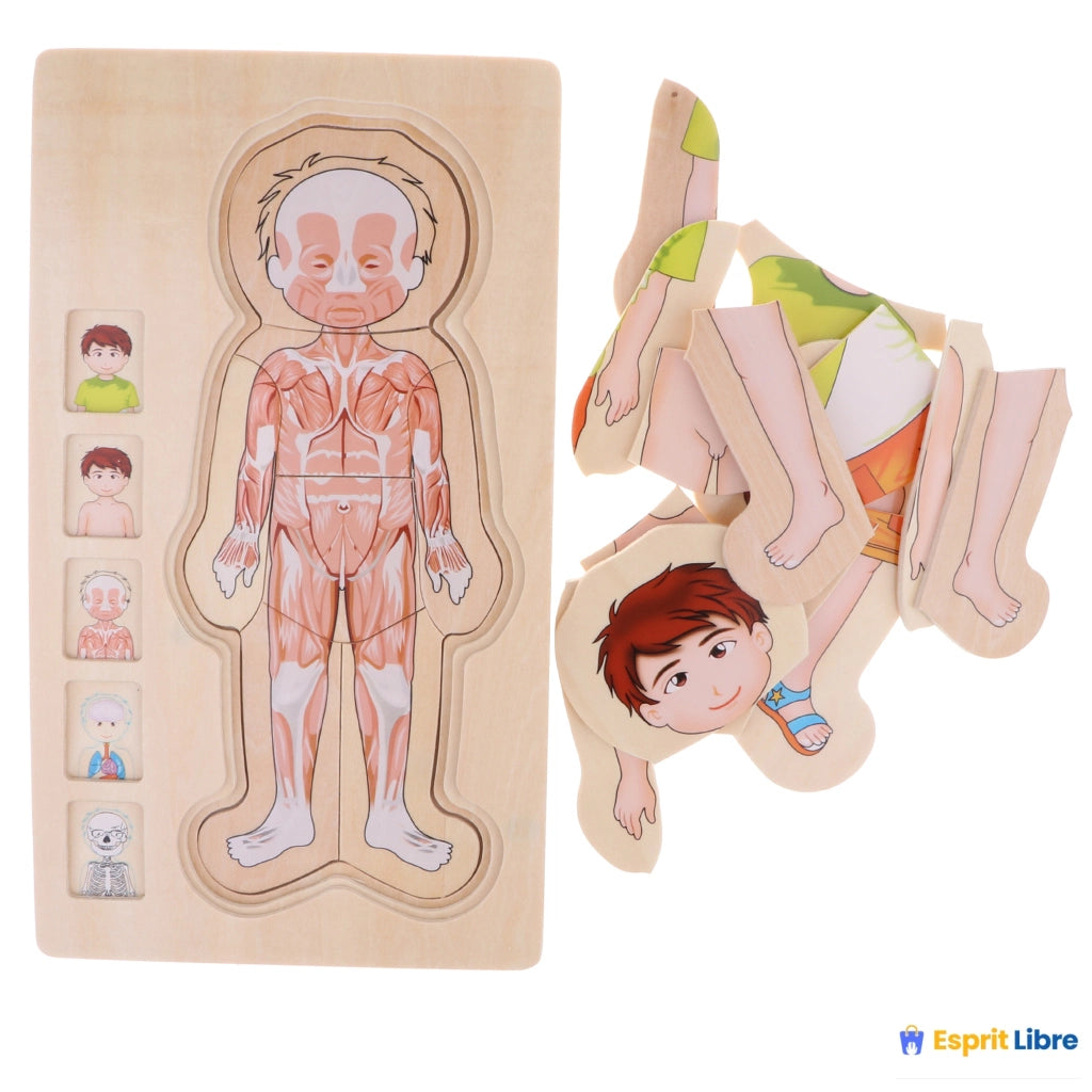 Puzzle éducatif en bois, puzzle en couches sur la structure du corps humain pour enfants