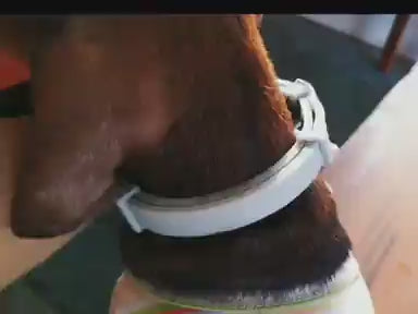 Collier en silicone réglable pour chiens et chats anti-insectes