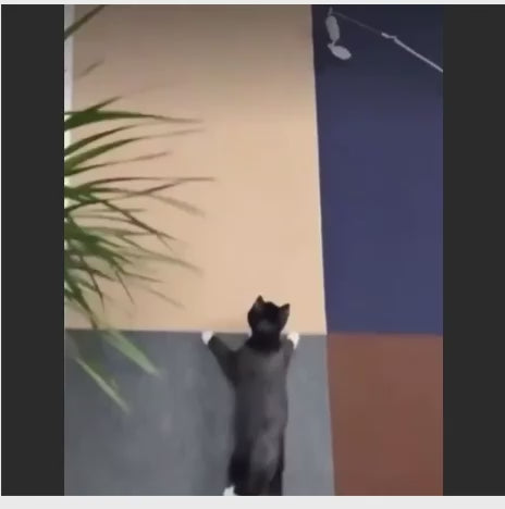 Tapis de Grattage Auto-adhésif pour Chats
